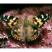 Painted Lady Vanessa cardui 5 Pupae